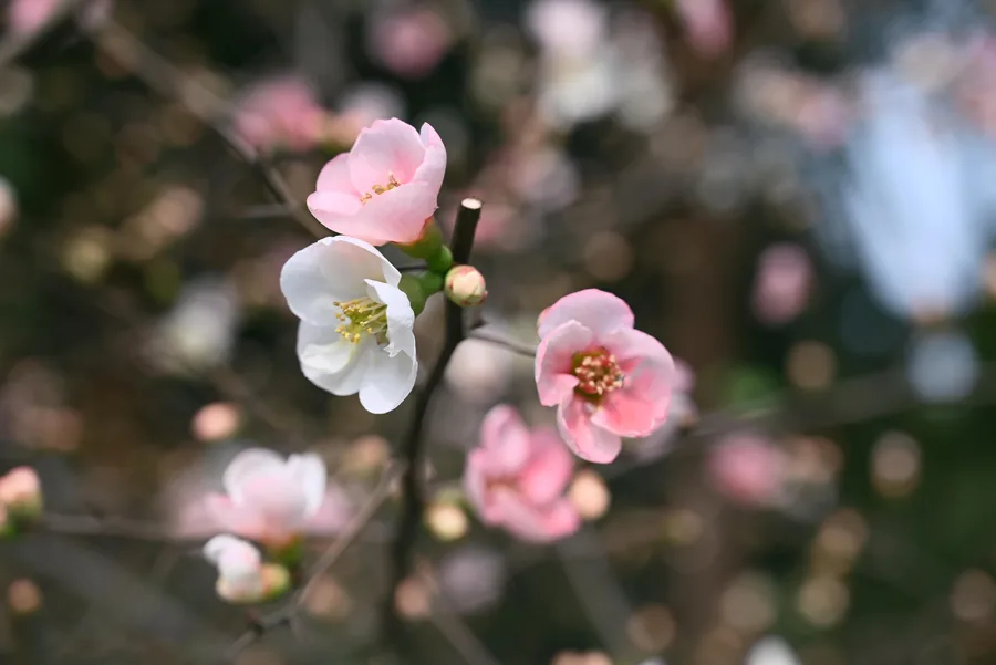 春日花朵特写，Nikon Z5 摄影