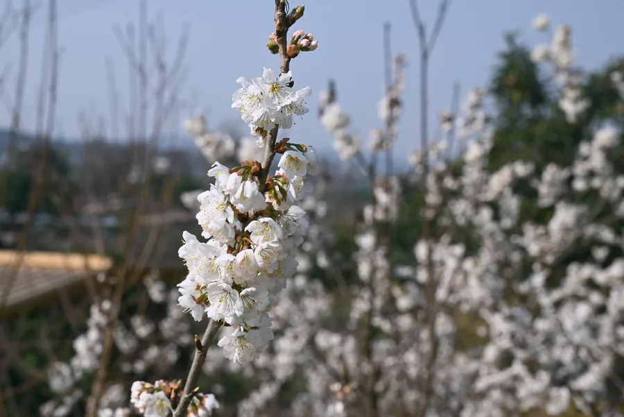 白色春花，Nikon Z5 摄影