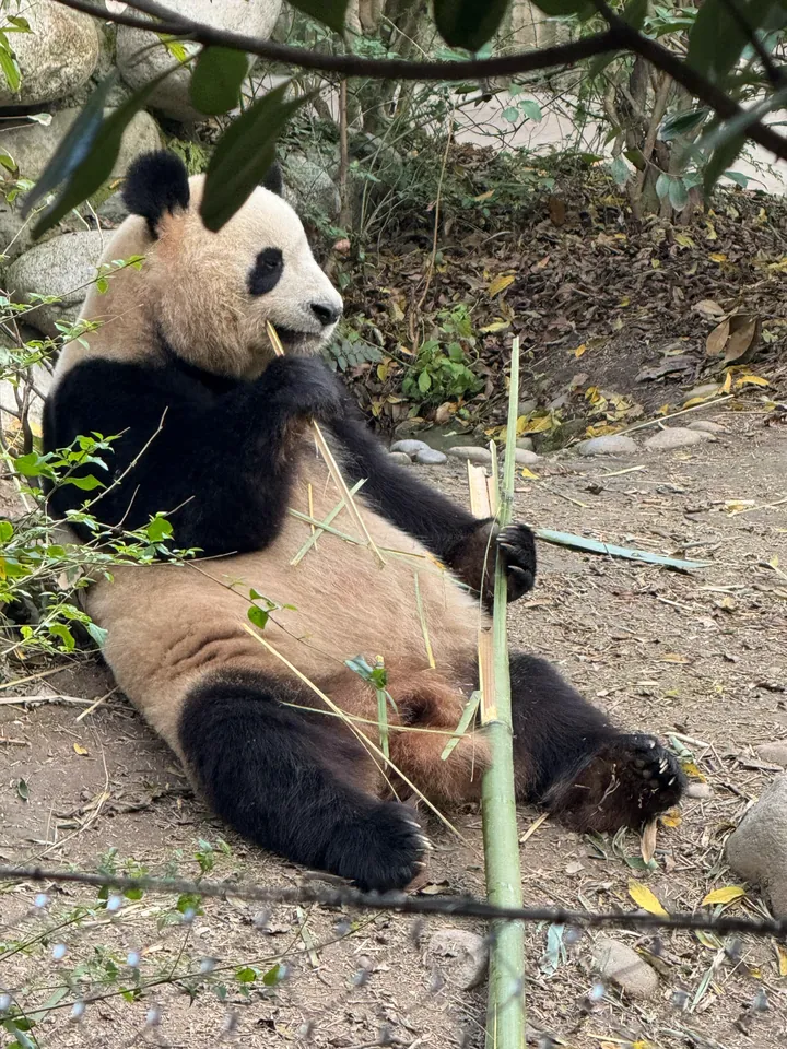 成都大熊猫