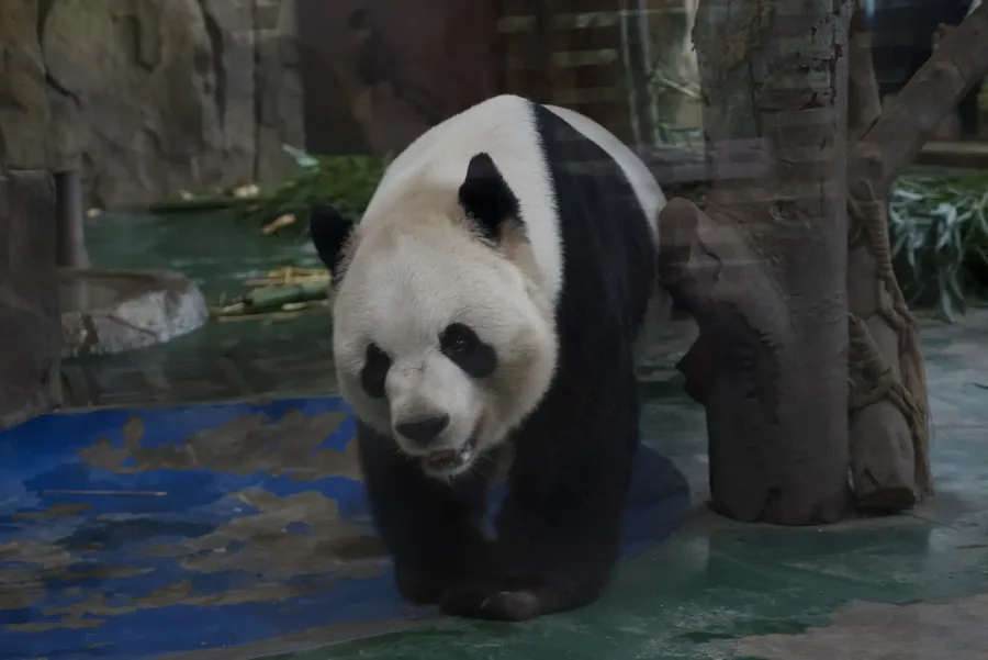 成都 · 熊猫日常 01，成都影像