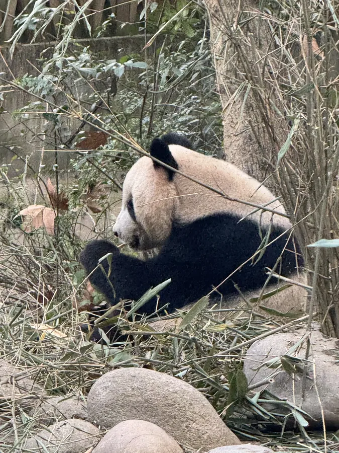 成都 · 熊猫日常 03，成都影像