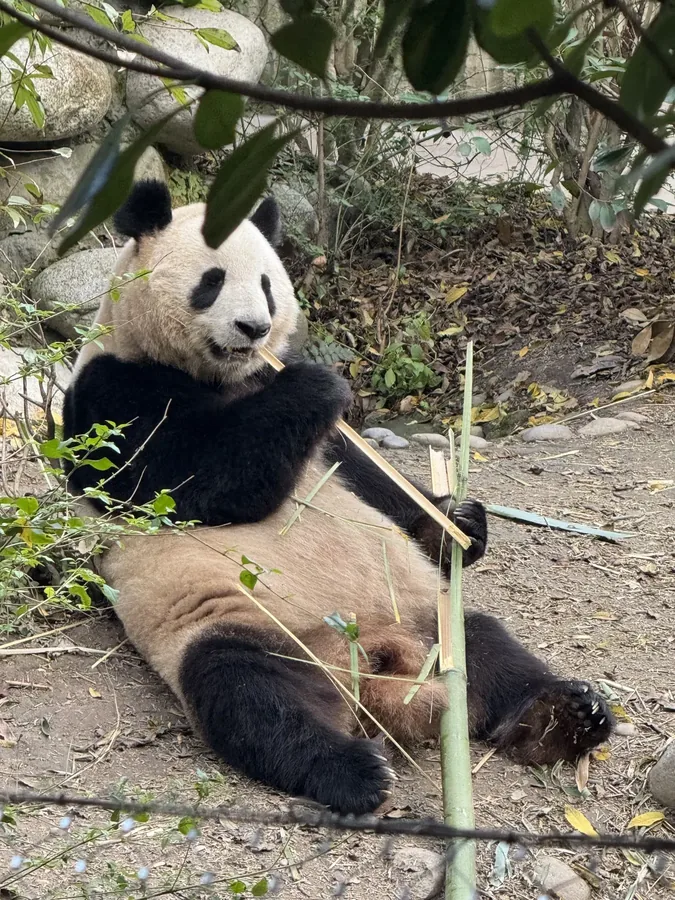 成都 · 熊猫日常 05，成都影像