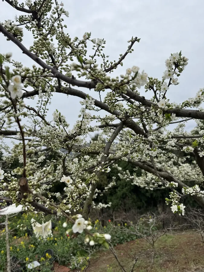 成都 · 花木小景 08，成都影像