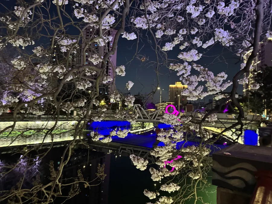成都 · 花木小景 09，成都影像