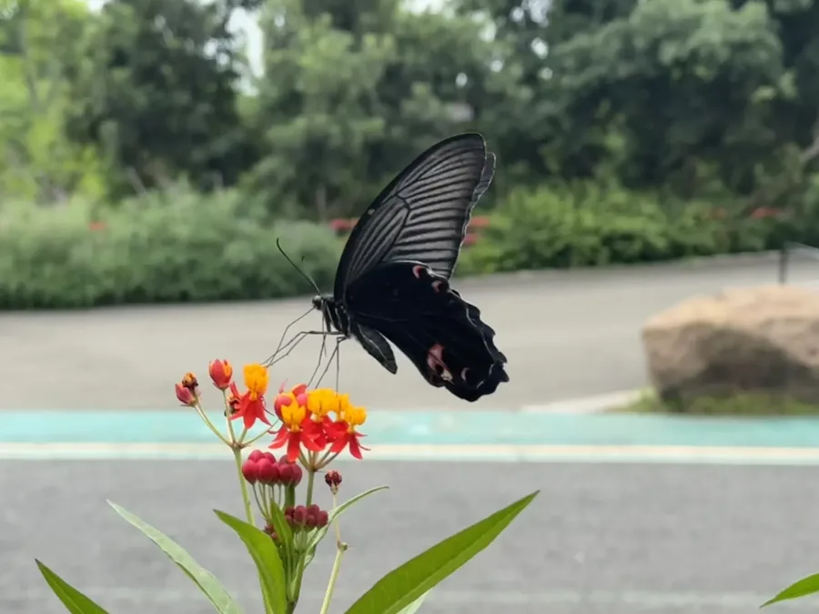 成都 · 花木小景 11，成都影像
