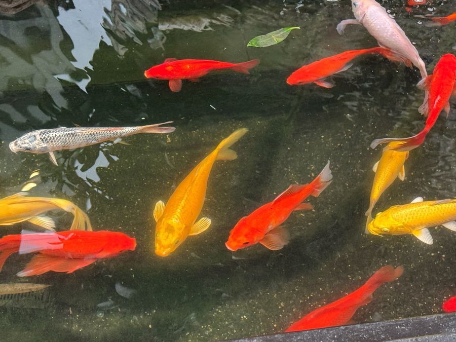 贵州 · 锦鲤游水，贵州影像
